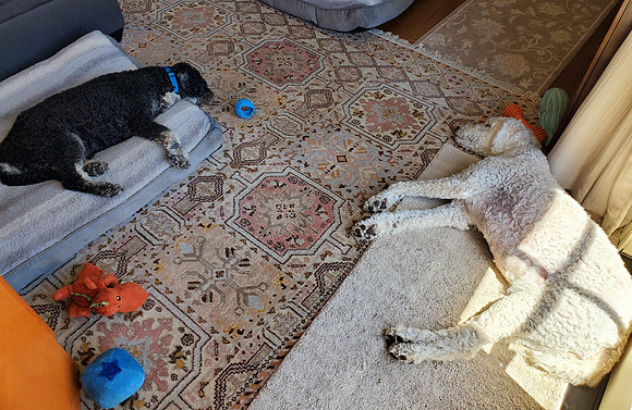 Guinness & Hanna nap (June 2020)