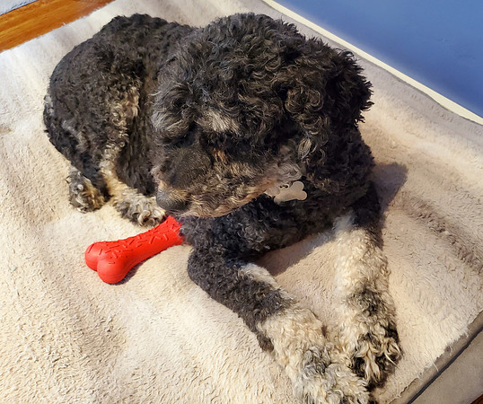 Guinness & Bone 2 (June 2020)