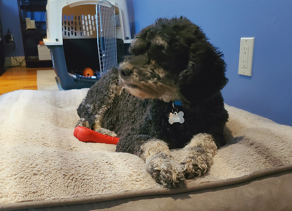 Guinness & Bone 3 (June 2020)